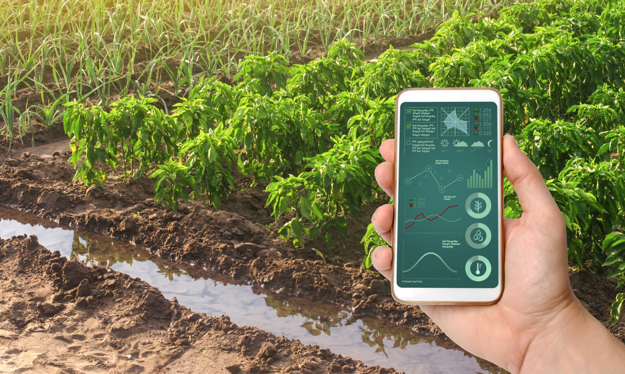 A smartphone with infographics on the background of bell pepper and leek onions plantations . Growing vegetables on the farm, harvesting for sale. Agribusiness and farming. Countryside